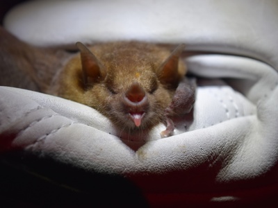 Mexican long-nosed bat