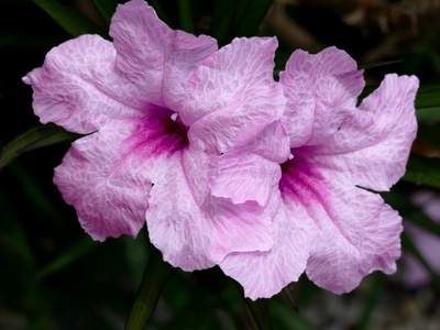 Mexican Petunia