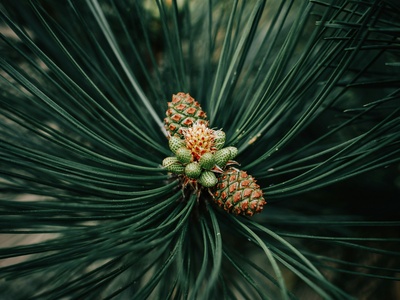 Mexican pine