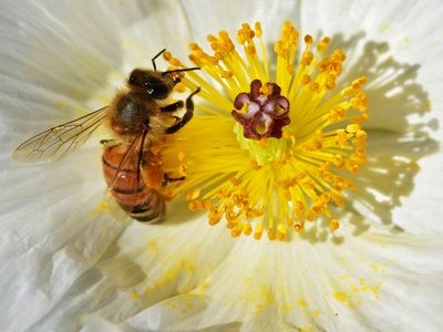 Mexican Poppy