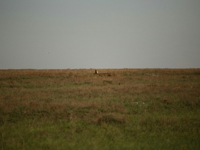 Mexican Prairie Dog