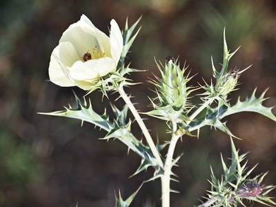 Mexican Prickly Poppy