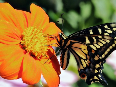 Mexican Sunflower