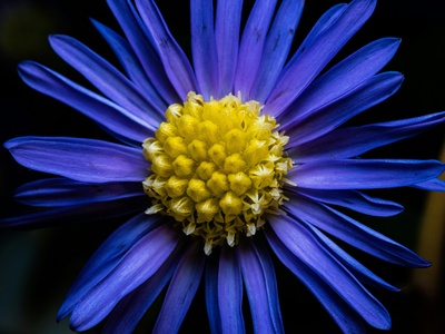 Michaelmas Daisy