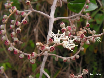 Miconia