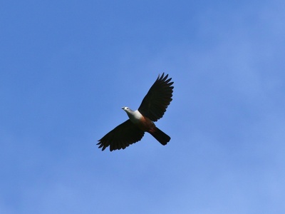 Micronesian Imperial Pigeon