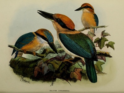 Micronesian Kingfisher