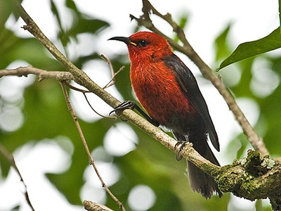 Micronesian Myzomela