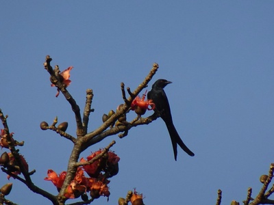 Micronesian Starling