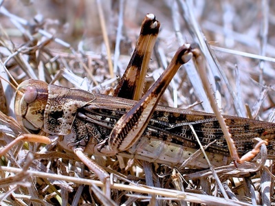 Migratory Locust