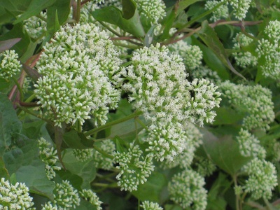 Mikania vine