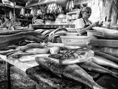 Milkfish