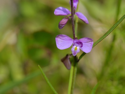 Milkwort, Showy