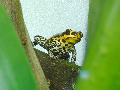 Mimic poison frog