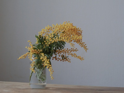 Mimosa