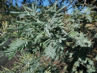 Mimosa