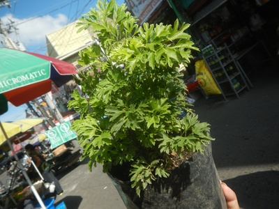 Ming Aralia