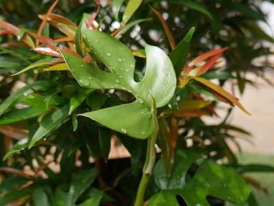 Mini Monstera