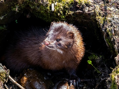Mink