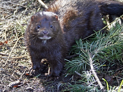 Mink