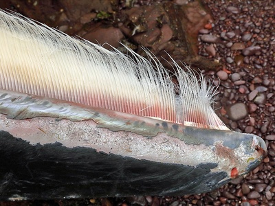 Minke whale