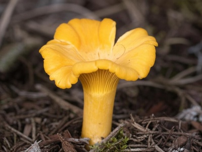 Miombo Chanterelle