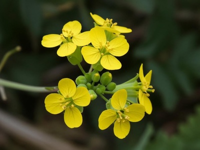 Missouri Bladderpod