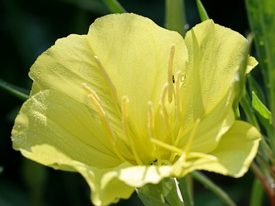 Missouri Primrose