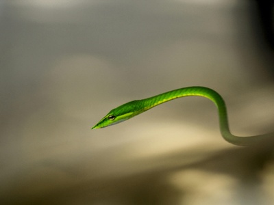 Mock Viper