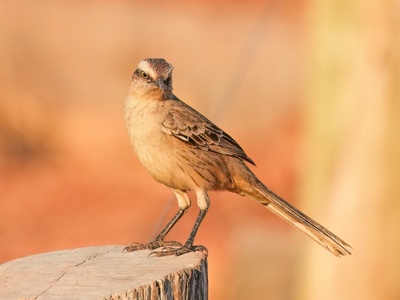 Mockingbird