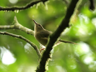 Moheli Brush-Warbler