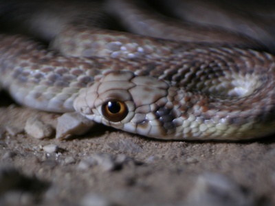 Moila Snake