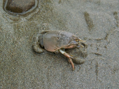 Mole crab (sand crab)