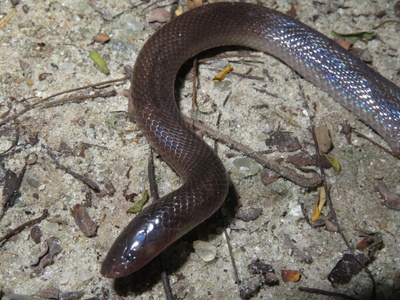 Mole Snake