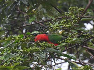 Moluccan King-parrot