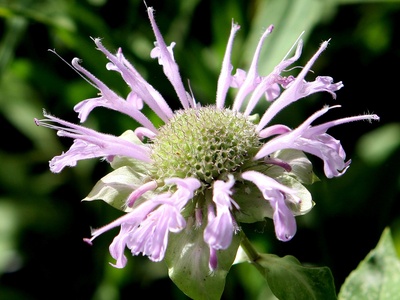 Monarda