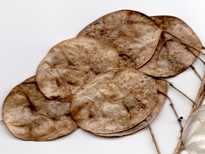 Money Plant
