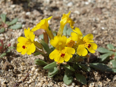 Monkey Flower