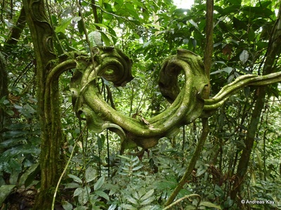 Monkey Ladder