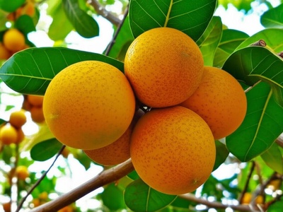 Monkey orange