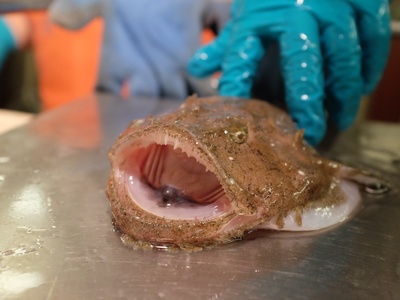 Monkfish