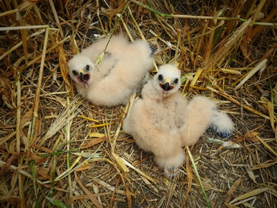 Montagu's Harrier