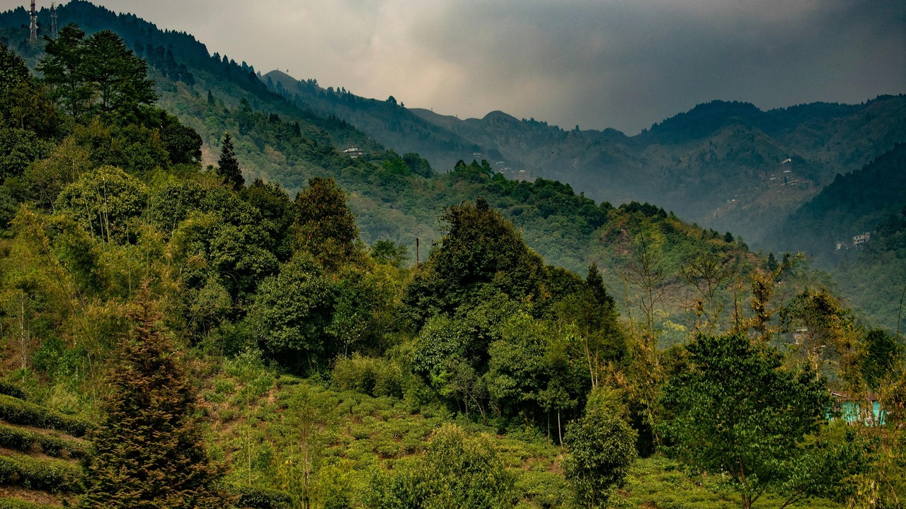 Afromontane forest canopy with Hagenia abyssinica