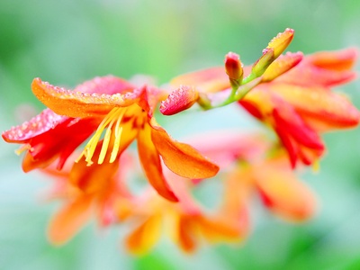 Montbretia