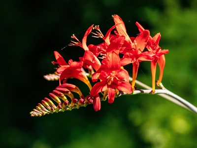 Montbretia