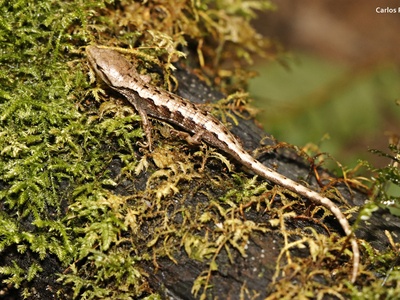 Montecristo's Arboreal Alligator Lizard