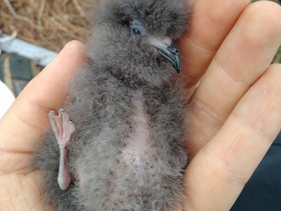 Monteiro's Storm Petrel