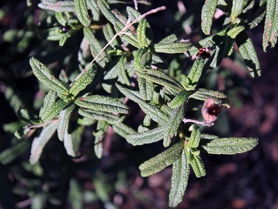 Montpellier cistus