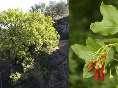 Montpellier Maple