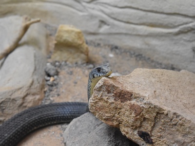 Montpellier snake